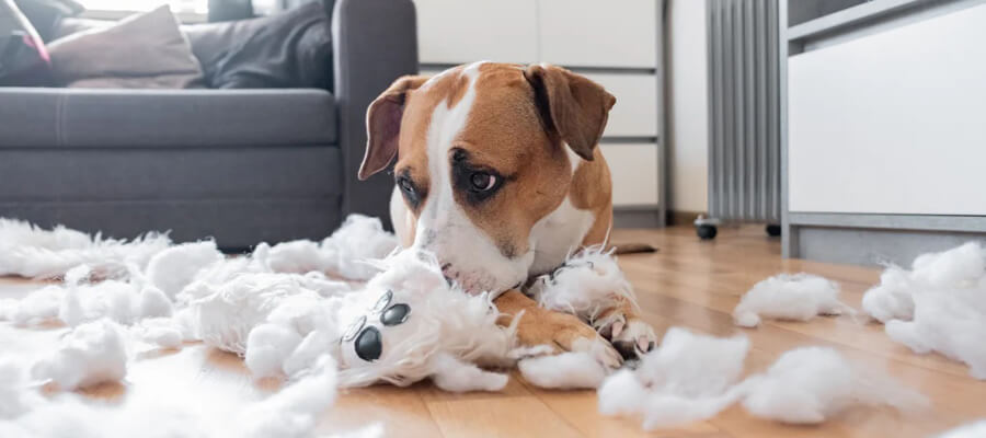 How to Handle a Dog That Destroys Toys Quickly: Tips for Lasting Playtime